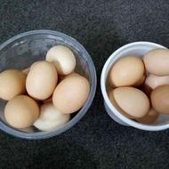 تخم مرغ محلی