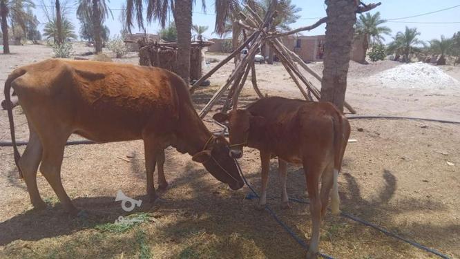 فروش گاو گوساله در گروه خرید و فروش ورزش فرهنگ فراغت در کرمان در شیپور-عکس1