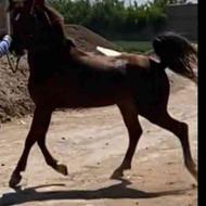 اسب عرب یکسر