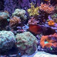 ساخت اکواریوم اب شور در تمامی سایزها انواع مرجان