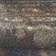 20عدد زنبور نژاد ایرانی6قاب فول فول