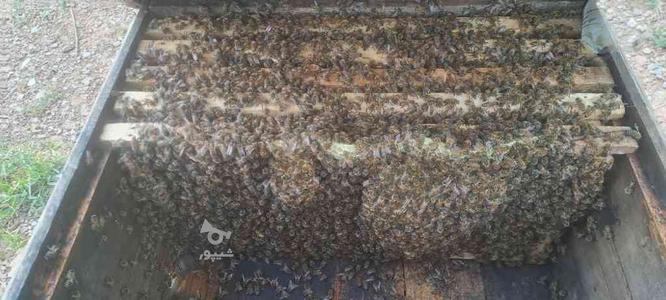 20عدد زنبور نژاد ایرانی6قاب فول فول در گروه خرید و فروش ورزش فرهنگ فراغت در کردستان در شیپور-عکس1