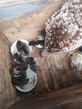 مرغ گلین همراه 10 جوجه 10 روزه در گروه خرید و فروش ورزش فرهنگ فراغت در مازندران در شیپور-عکس1