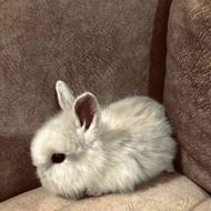 خرگوش لُپ 2 ماهه