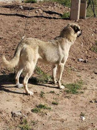 سگ عراقی اصیل در گروه خرید و فروش ورزش فرهنگ فراغت در همدان در شیپور-عکس1