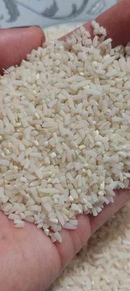 برنج نیم دانه هاشمی ارگانیک در گروه خرید و فروش خدمات و کسب و کار در گیلان در شیپور-عکس1
