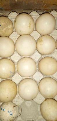 تخم اردک اسراییلی در گروه خرید و فروش ورزش فرهنگ فراغت در البرز در شیپور-عکس1
