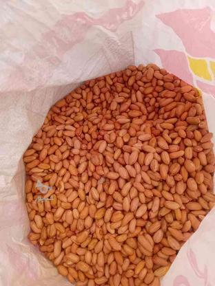 بذر بادام زمینی در گروه خرید و فروش صنعتی، اداری و تجاری در اردبیل در شیپور-عکس1