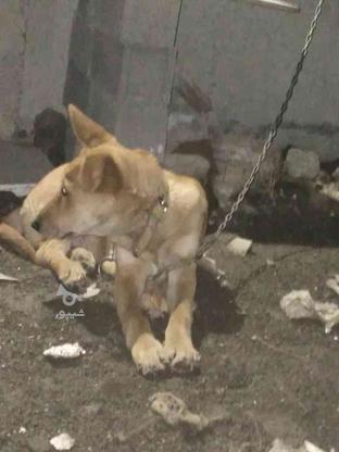 سگ دزدیده شده در گروه خرید و فروش خدمات و کسب و کار در مازندران در شیپور-عکس1