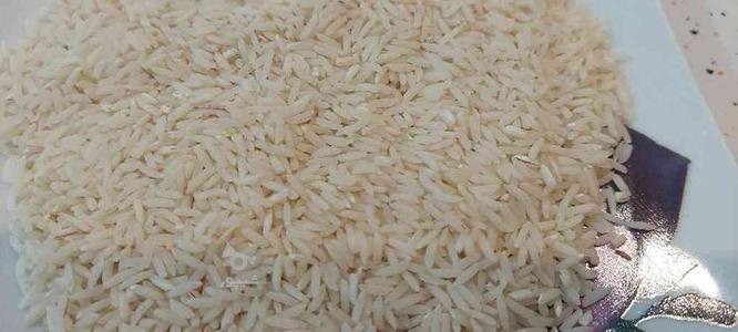 برنج شمال هاشمی در گروه خرید و فروش خدمات و کسب و کار در البرز در شیپور-عکس1
