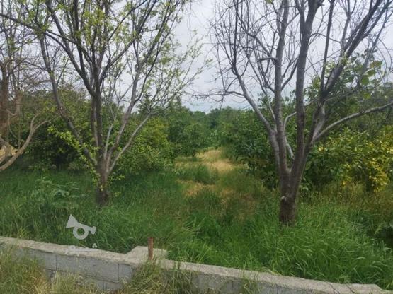زمین باغی 1100 متر زیر قیمت کیاکلا در گروه خرید و فروش املاک در مازندران در شیپور-عکس1