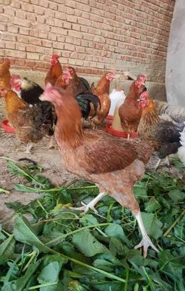 مرغ لاری جوان تخم گذار در گروه خرید و فروش ورزش فرهنگ فراغت در آذربایجان غربی در شیپور-عکس1