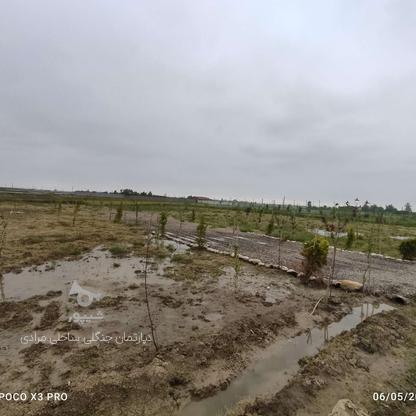 زمین 150متری سنددار در گروه خرید و فروش املاک در مازندران در شیپور-عکس1