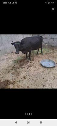 گاو شیری خوب عالی در گروه خرید و فروش ورزش فرهنگ فراغت در سیستان و بلوچستان در شیپور-عکس1
