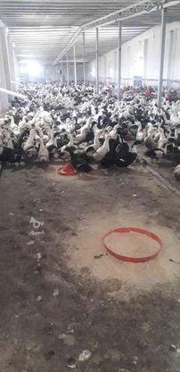 فروش عمده اردک گوشتی در گروه خرید و فروش ورزش فرهنگ فراغت در خراسان رضوی در شیپور-عکس1