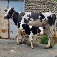 گاو شیری با گوساله نر