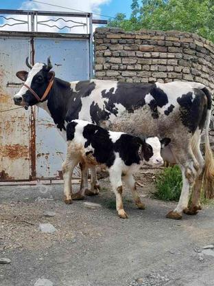 گاو شیری با گوساله نر در گروه خرید و فروش ورزش فرهنگ فراغت در همدان در شیپور-عکس1