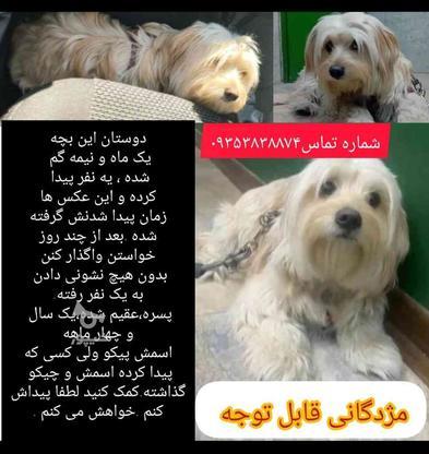 سگ گمشده حدود یک ماه و نیم . در گروه خرید و فروش خدمات و کسب و کار در تهران در شیپور-عکس1
