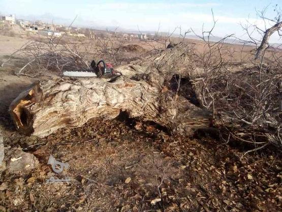 خرید انواع چوب درختان خشک و تر در گروه خرید و فروش خدمات و کسب و کار در زنجان در شیپور-عکس1