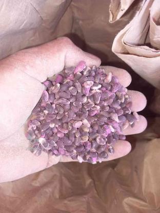 بذر پنبه حدود 10 تا 15 کیلو دلیته در گروه خرید و فروش صنعتی، اداری و تجاری در گلستان در شیپور-عکس1