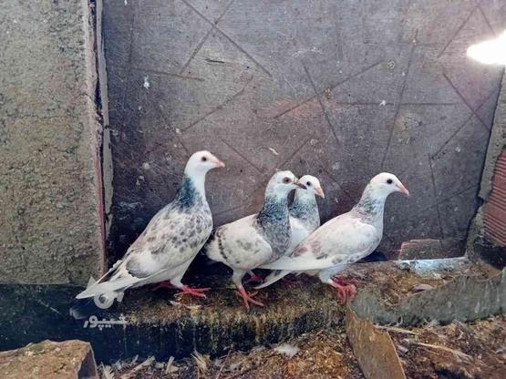 4عدد کبوترتازه بالغ مسافتی در گروه خرید و فروش ورزش فرهنگ فراغت در مازندران در شیپور-عکس1