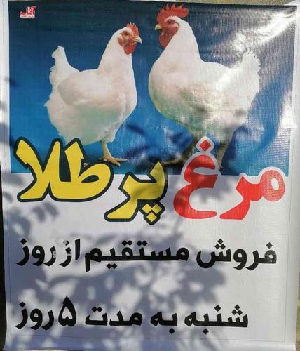 فروش مرغ گوشتی مستقیم از مرغداری
