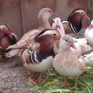 اردک ماندارین طلایی