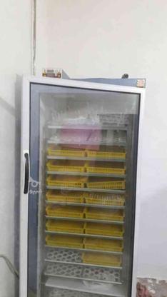 دستگاه جوجه کشی بلدرچین دماوند1850dq200_عددی تخم مرغ در گروه خرید و فروش صنعتی، اداری و تجاری در مازندران در شیپور-عکس1