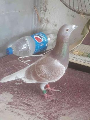 کبوتر مسافتی در گروه خرید و فروش ورزش فرهنگ فراغت در مازندران در شیپور-عکس1