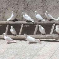 کبوتر کاکلی سفید یک جفت و چهار جفت کبوتر سفید و دو نر سفید