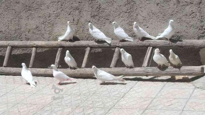 کبوتر کاکلی سفید یک جفت و چهار جفت کبوتر سفید و دو نر سفید در گروه خرید و فروش ورزش فرهنگ فراغت در آذربایجان غربی در شیپور-عکس1