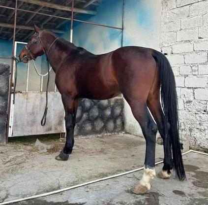 فروش اسب نریان ترکمن تربیت شده در گروه خرید و فروش ورزش فرهنگ فراغت در مازندران در شیپور-عکس1
