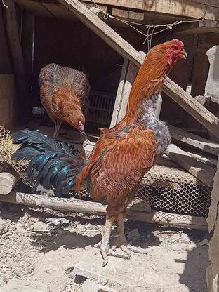 مرغ و خروس لاری در گروه خرید و فروش ورزش فرهنگ فراغت در خراسان رضوی در شیپور-عکس1