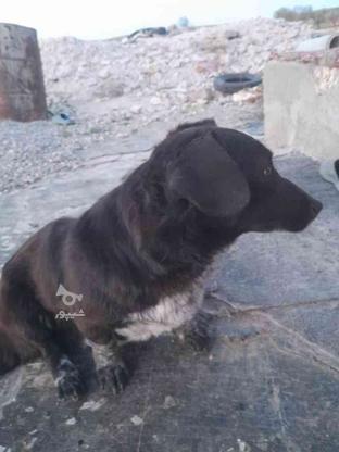 سگ دزدیده شده در گروه خرید و فروش خدمات و کسب و کار در آذربایجان شرقی در شیپور-عکس1