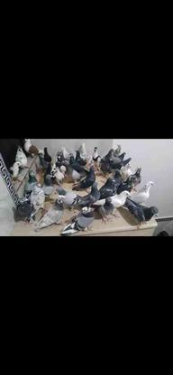 40 عدد کبوتر نر قزوینی در گروه خرید و فروش ورزش فرهنگ فراغت در قزوین در شیپور-عکس1
