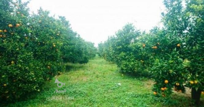فروش باغ پرتقال 6000متر در خرم اباد در گروه خرید و فروش املاک در مازندران در شیپور-عکس1