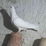 کبوتر تهرانی