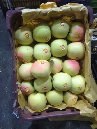 اجاره دادن باغ 50ساله 170درخت بزرگ تناژ6065تن سیب خوب سفید در گروه خرید و فروش املاک در آذربایجان غربی در شیپور-عکس1