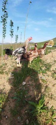مرغ و خروس لاری اصل در گروه خرید و فروش ورزش فرهنگ فراغت در کردستان در شیپور-عکس1