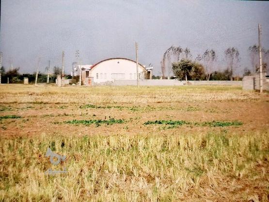 زمین کشاورزی 1500 متر جاده اصلی همراه با آب و برق در گروه خرید و فروش املاک در مازندران در شیپور-عکس1