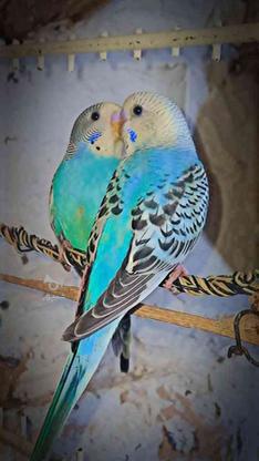 پرنده زینتی.. در گروه خرید و فروش ورزش فرهنگ فراغت در سیستان و بلوچستان در شیپور-عکس1