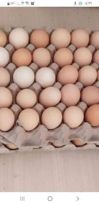 تخم مرغ محلی در گروه خرید و فروش خدمات و کسب و کار در فارس در شیپور-عکس1