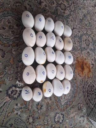 تخم ازشما جوجه کشی ازما در گروه خرید و فروش خدمات و کسب و کار در گلستان در شیپور-عکس1
