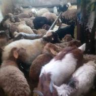 گوسفند زنده درچه یک بره ریز برای کشتار
