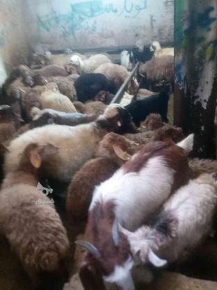 گوسفند زنده درچه یک بره ریز برای کشتار در گروه خرید و فروش ورزش فرهنگ فراغت در تهران در شیپور-عکس1