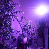 LED رشد گیاه