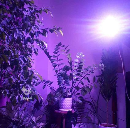 LED رشد گیاه در گروه خرید و فروش لوازم الکترونیکی در مازندران در شیپور-عکس1