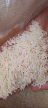 فروش برنج هاشمی در گروه خرید و فروش خدمات و کسب و کار در گیلان در شیپور-عکس1
