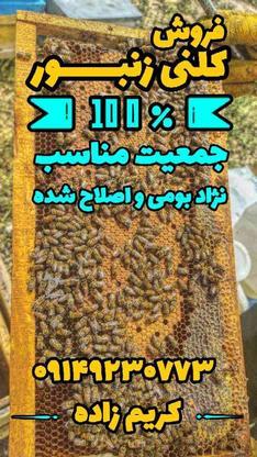 فروش زنبور عسل در گروه خرید و فروش ورزش فرهنگ فراغت در آذربایجان شرقی در شیپور-عکس1