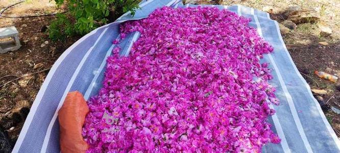 فروش گل محمدی تازه وخوش عطر در گروه خرید و فروش خدمات و کسب و کار در فارس در شیپور-عکس1
